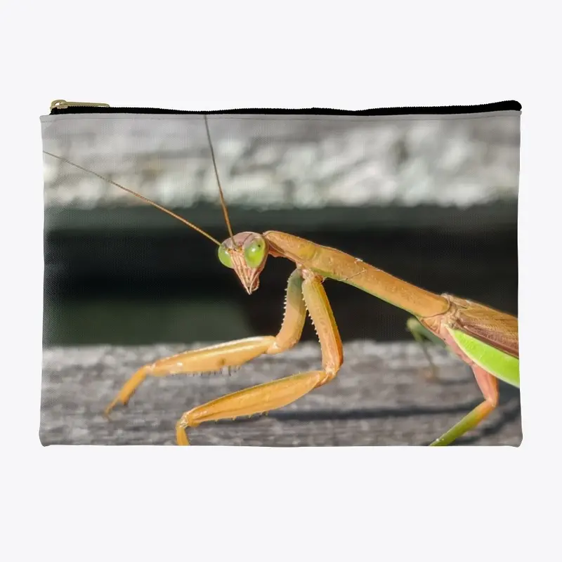 Beautiful Praying Mantis