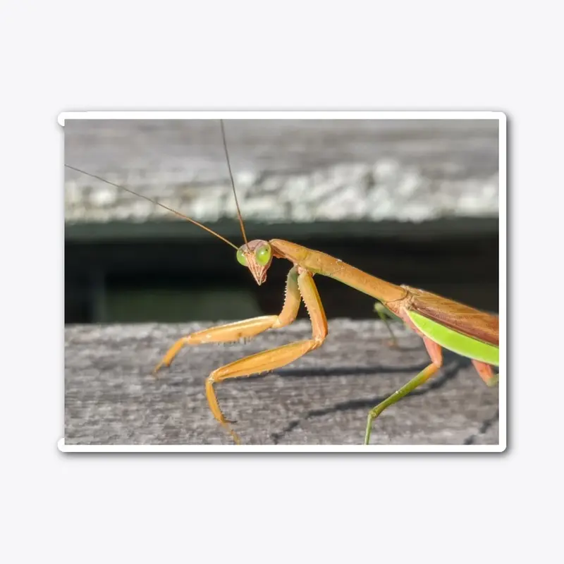 Beautiful Praying Mantis